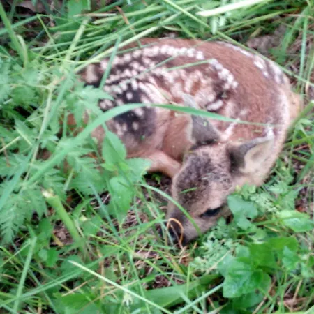 La Guiette Panzió 3*